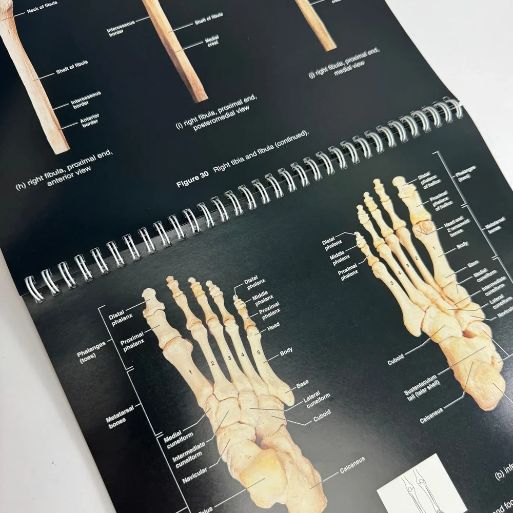 Pearson A Brief Atlas of the Human Body 2nd Ed Spiral Bound Medical Book